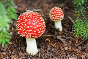 Forbidden foods you should NEVER eat